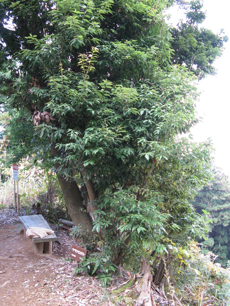 Quercus salicina