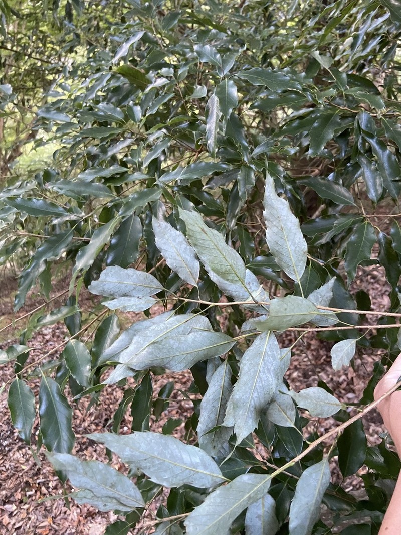 Quercus salicina photo 3