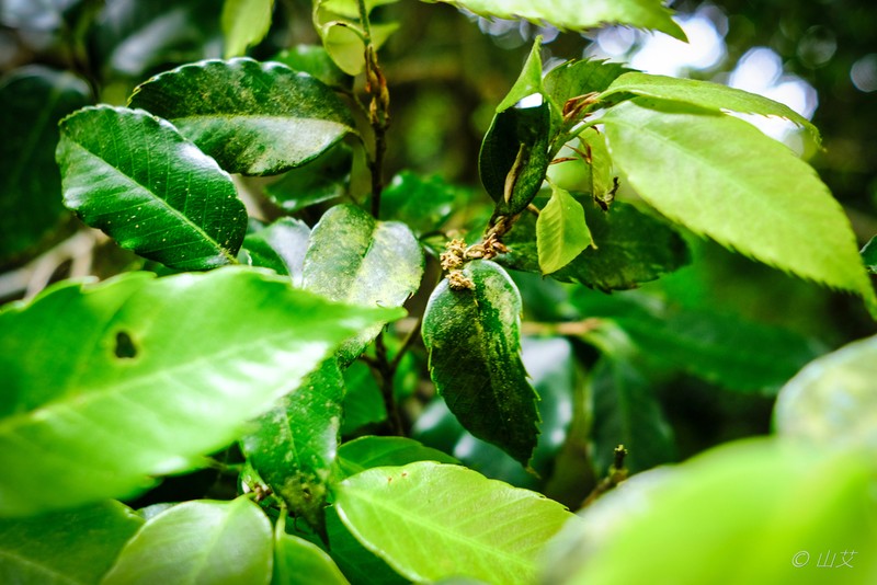 Quercus salicina photo 4