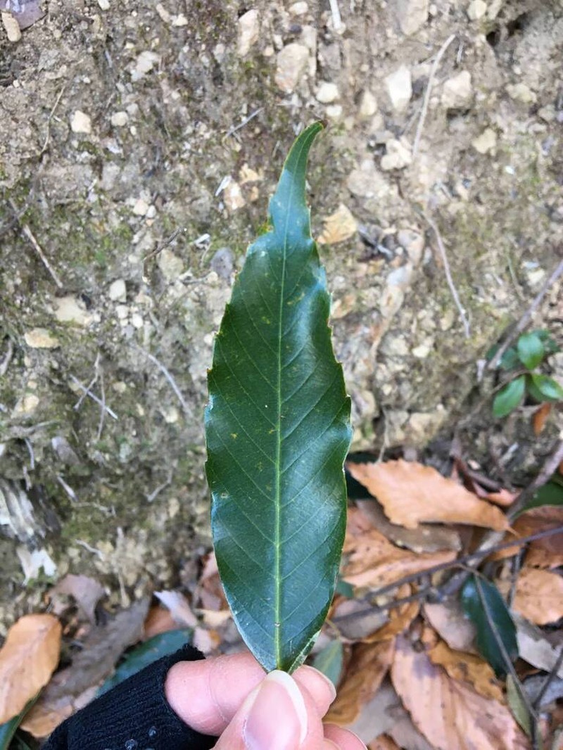 Quercus salicina photo 5