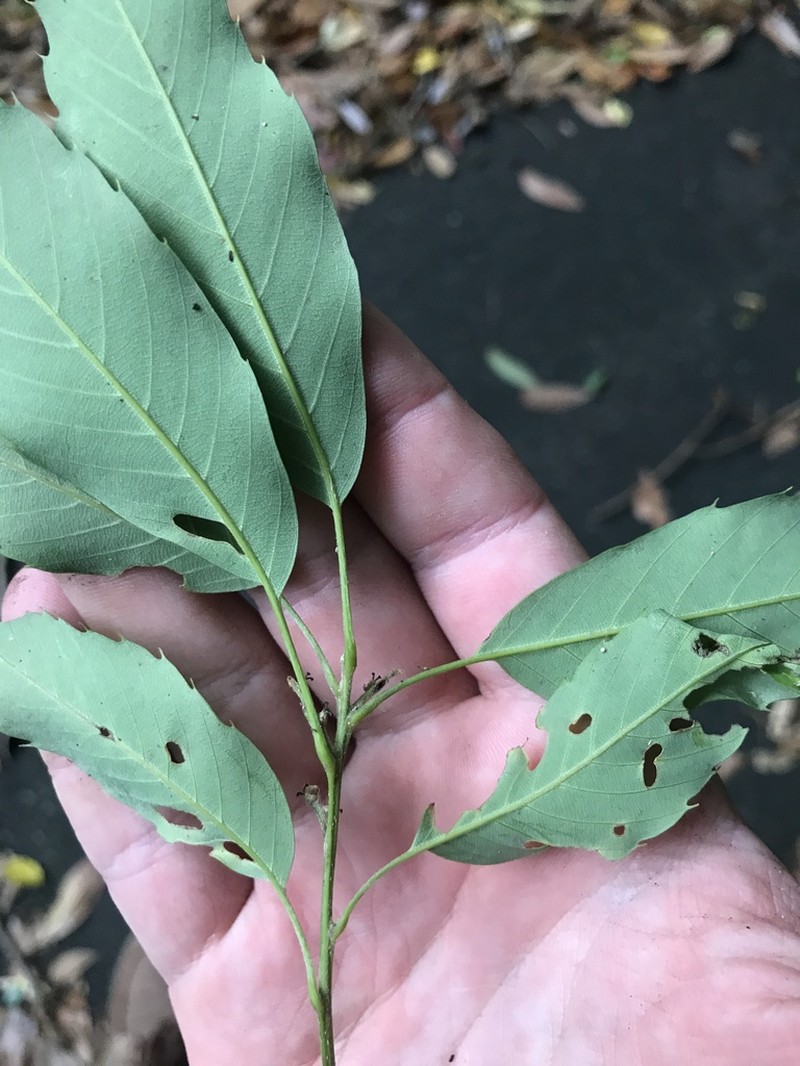 Quercus salicina photo 6