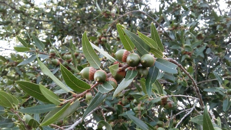 Quercus saltillensis photo 2