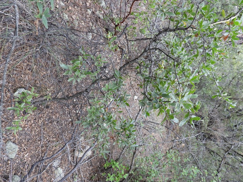 Quercus saltillensis photo 3