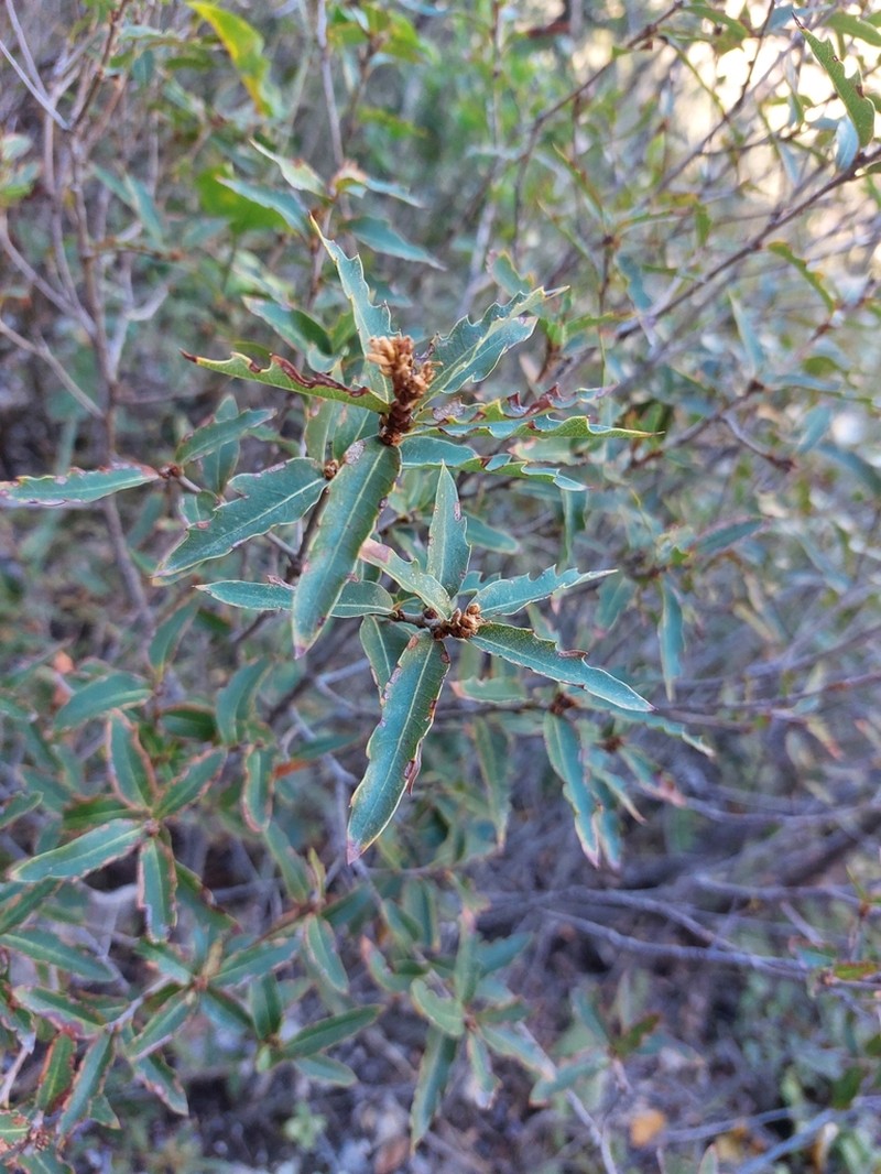 Quercus saltillensis photo 4