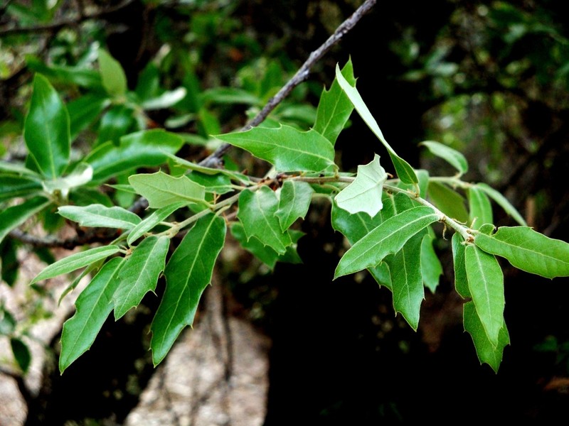 Quercus saltillensis photo 5