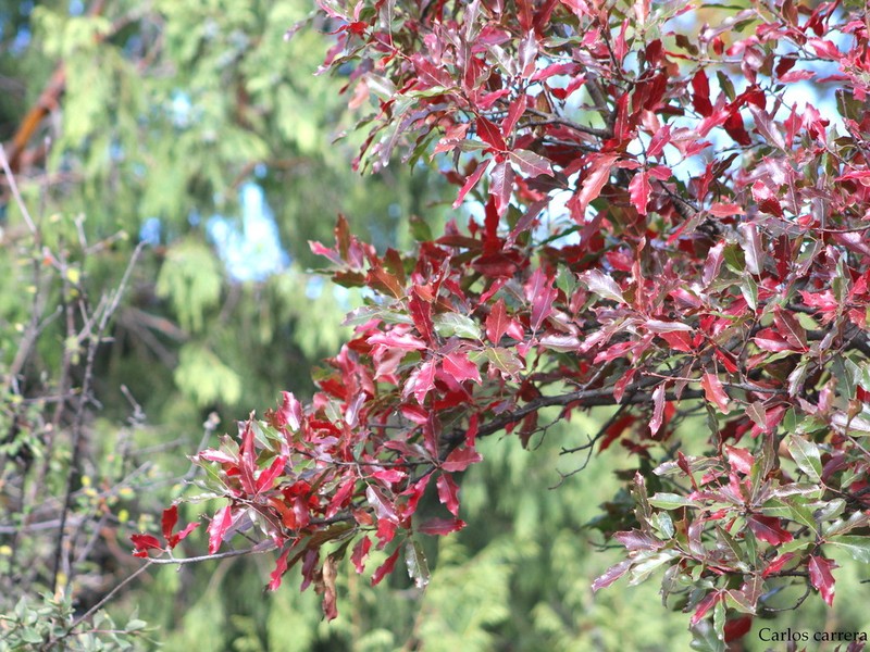 Quercus saltillensis photo 6