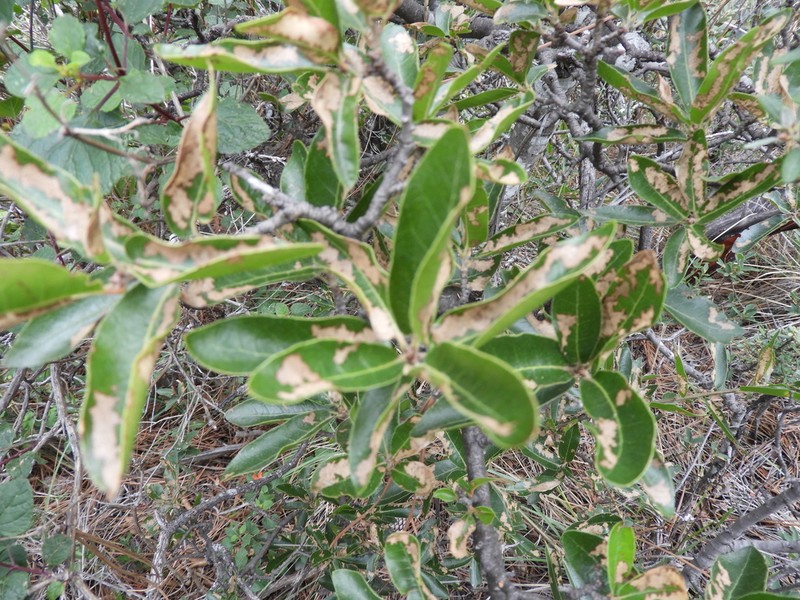 Quercus saltillensis photo 7