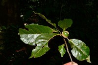 Quercus sapotifolia