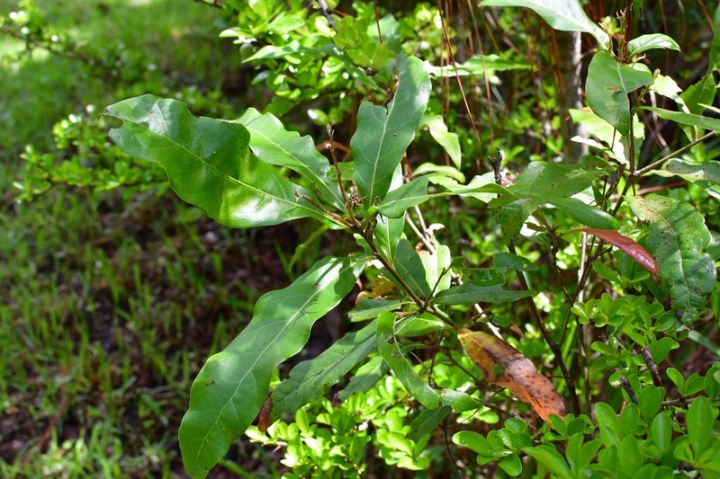 Quercus sapotifolia photo 2