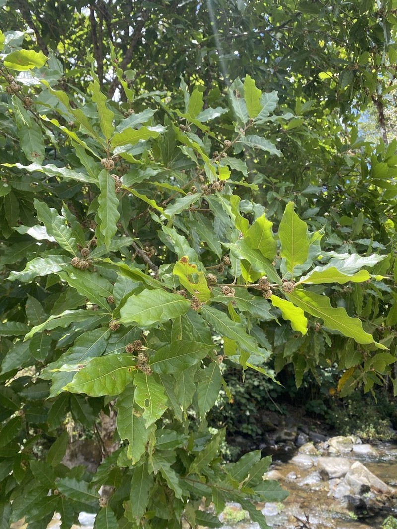 Quercus sapotifolia photo 3