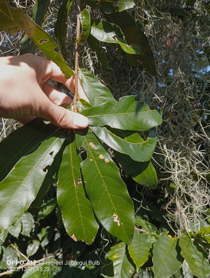 Quercus sapotifolia photo 4