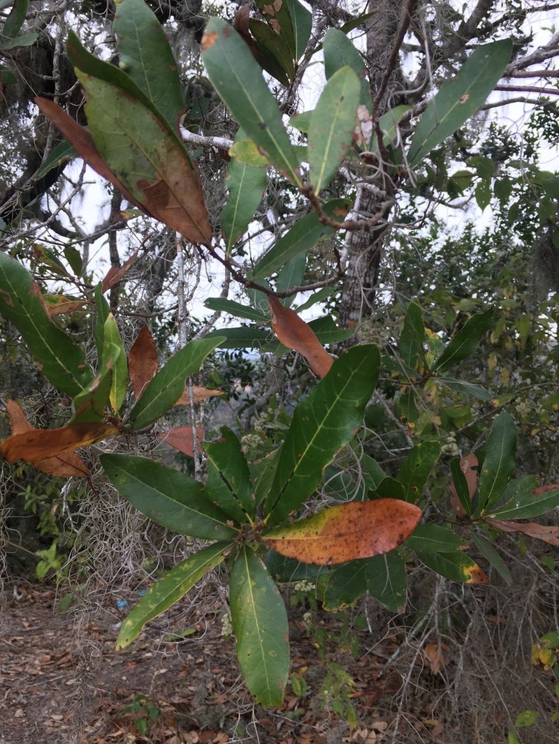 Quercus sapotifolia photo 5