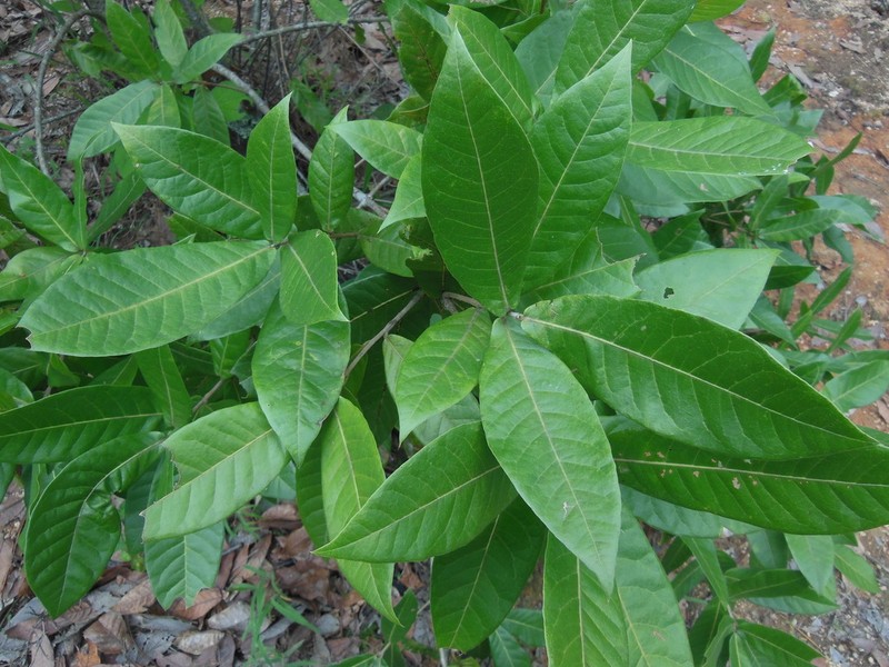 Quercus sapotifolia photo 6