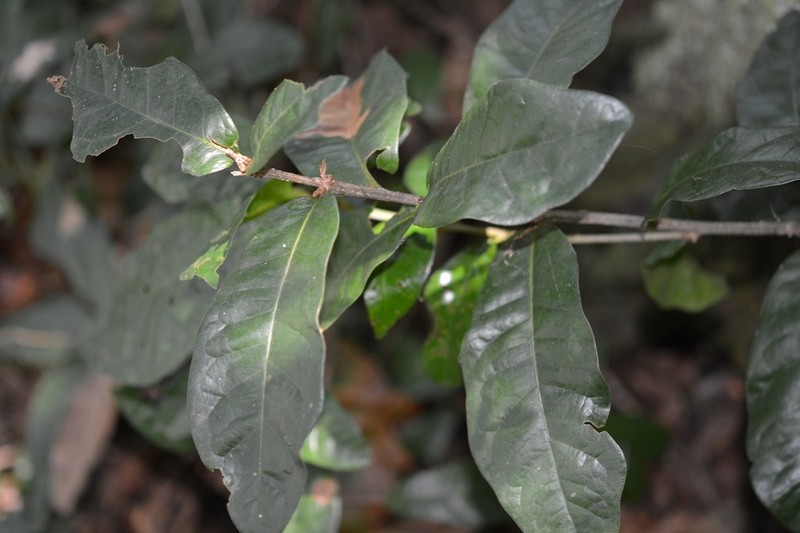 Quercus sapotifolia photo 7