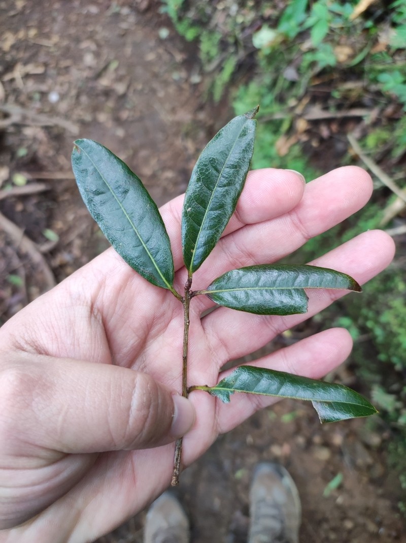 Quercus sapotifolia photo 8