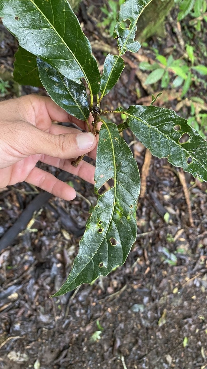 Quercus sarahmariae photo 3
