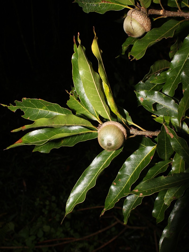 Quercus sarahmariae photo 4