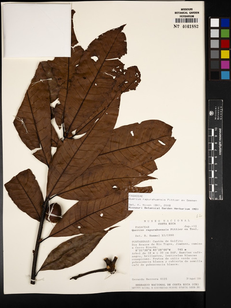 Quercus sarahmariae photo 6
