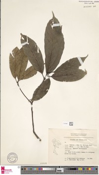 Quercus saravanensis