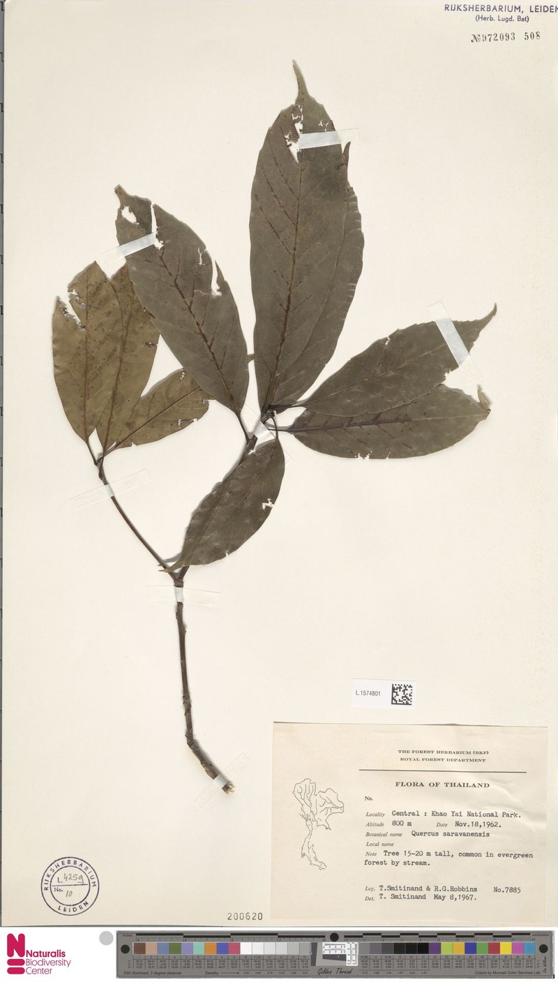 Quercus saravanensis