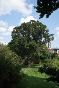 hybrid oak