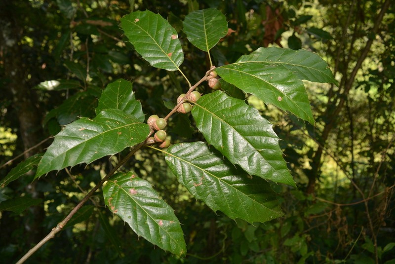 Quercus sartorii photo 2