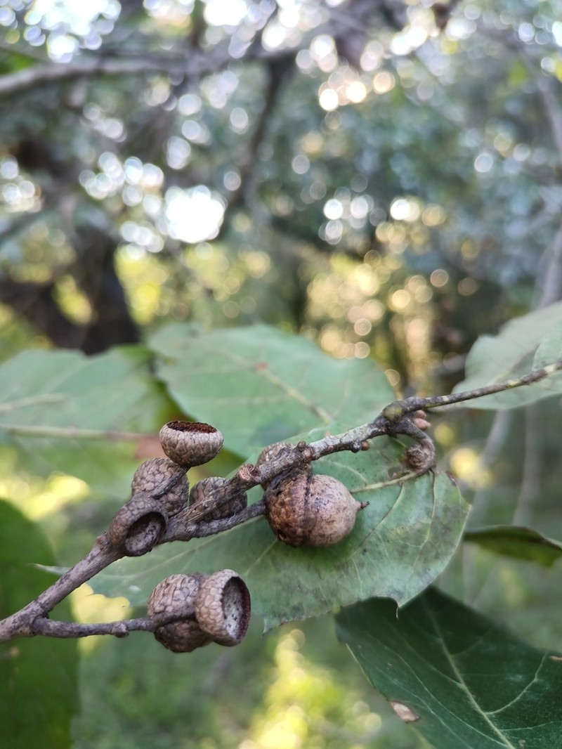 Quercus sartorii photo 3