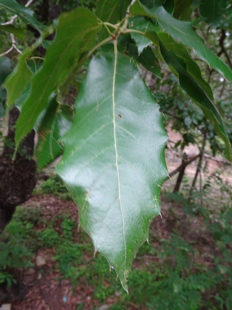 Quercus sartorii photo 4