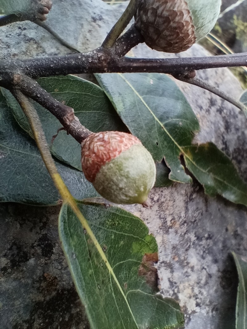 Quercus sartorii photo 5