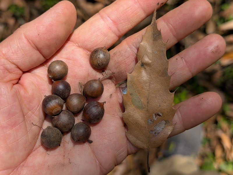 Quercus sartorii photo 7