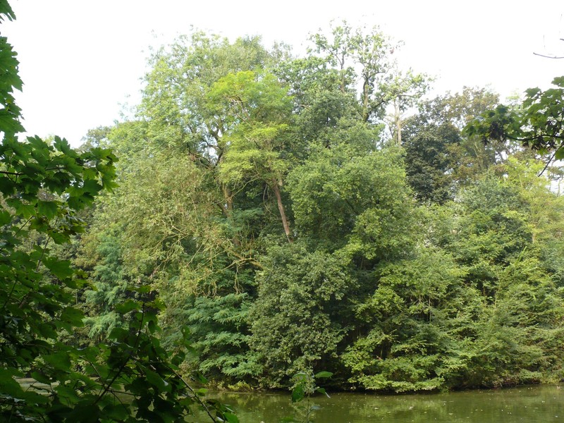hybrid oak photo 2
