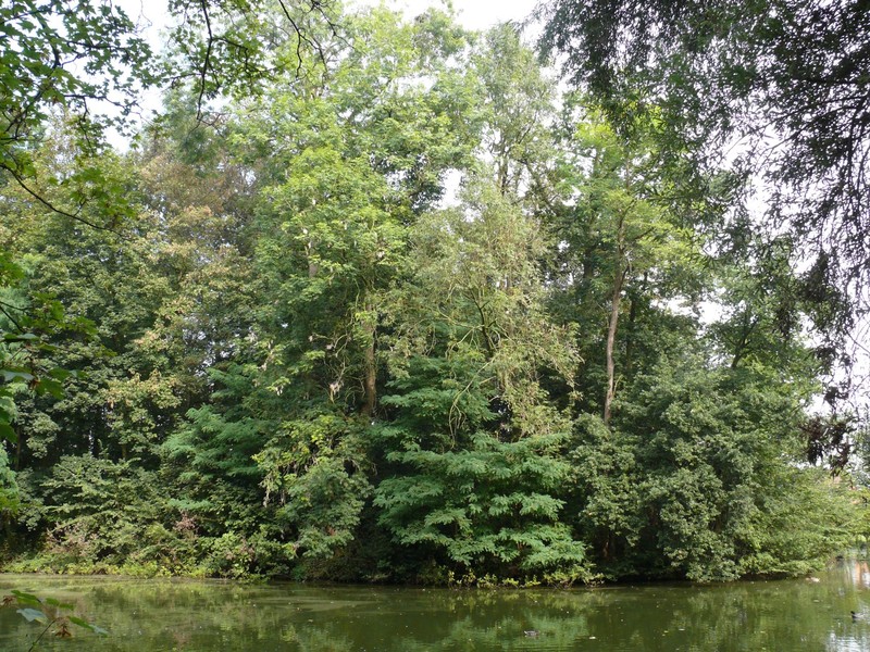 hybrid oak photo 3