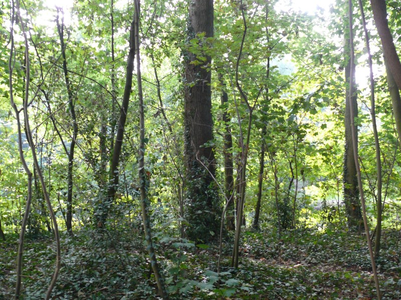 hybrid oak photo 4