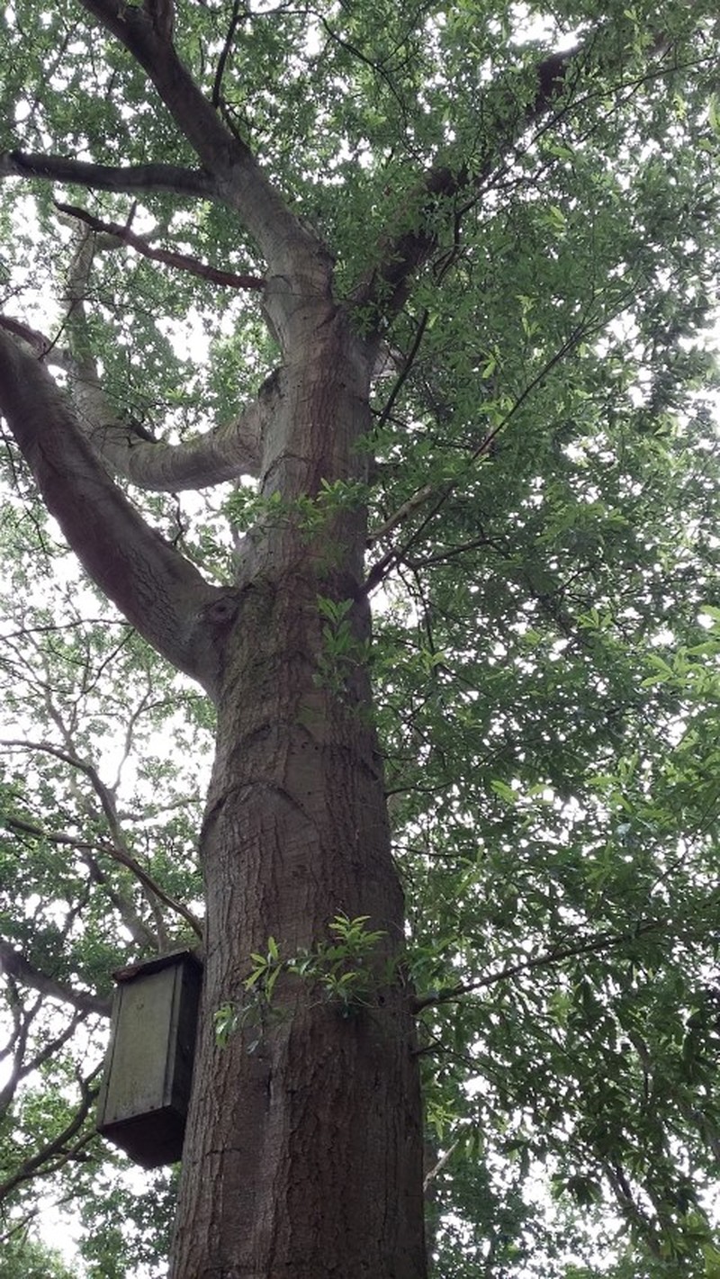 hybrid oak photo 5