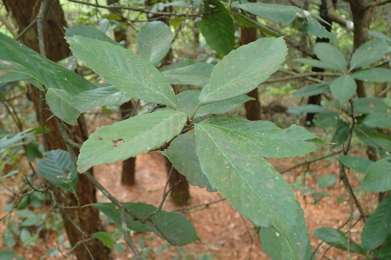 Quercus schottkyana photo 2