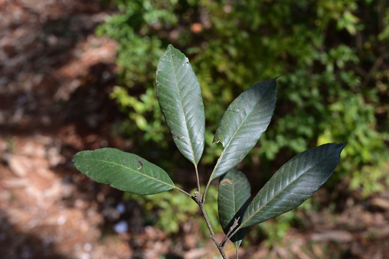 Quercus schottkyana photo 3