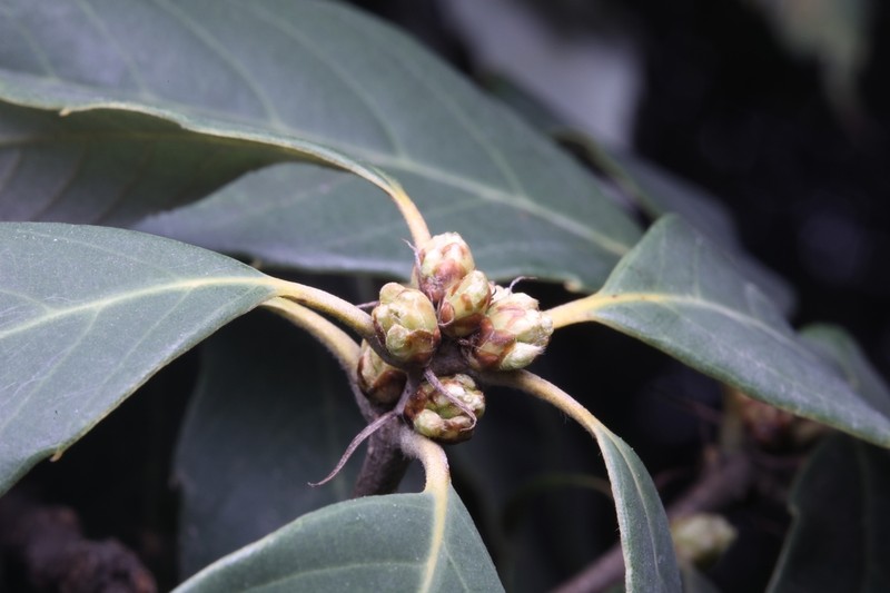 Quercus schottkyana photo 4