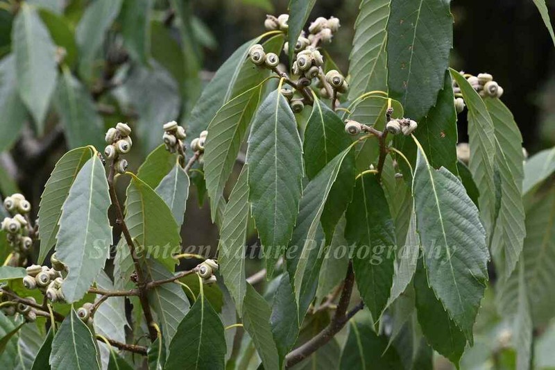 Quercus schottkyana photo 5