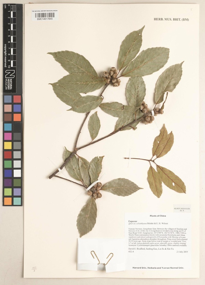 Quercus schottkyana photo 6