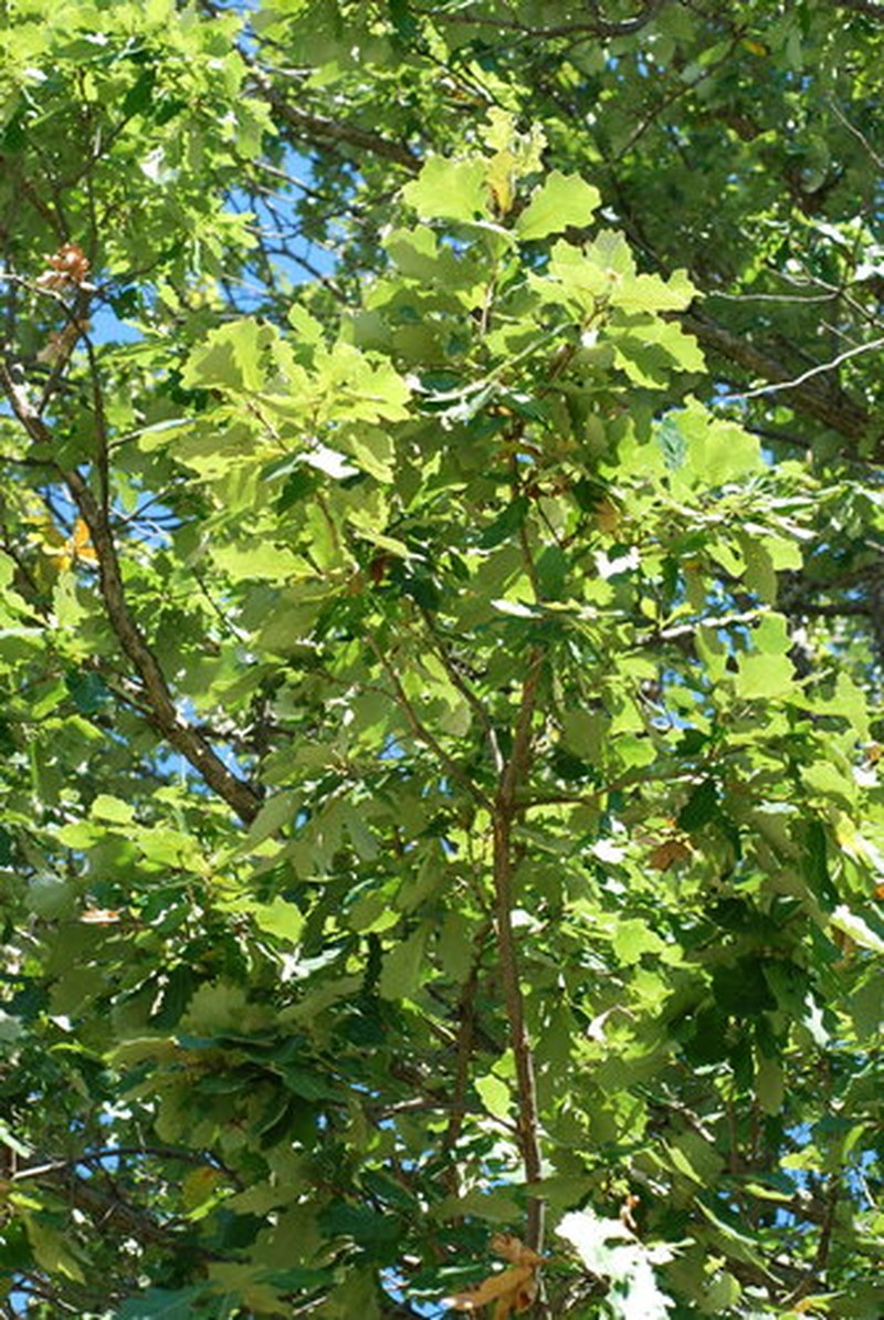 Hybrid Oak