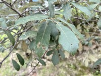 Quercus scytophylla