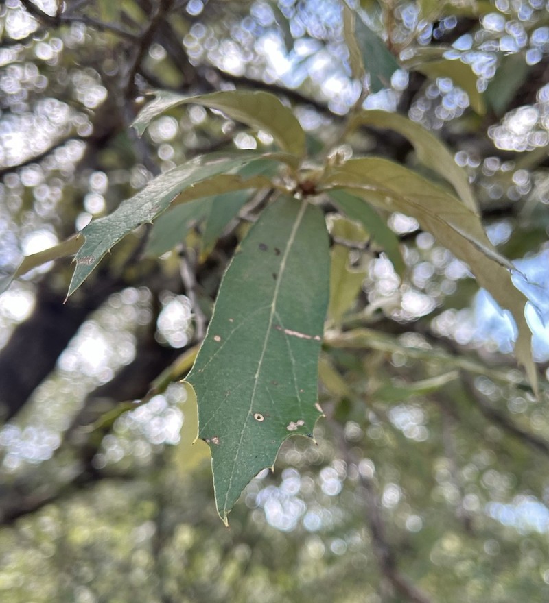 Quercus scytophylla photo 2