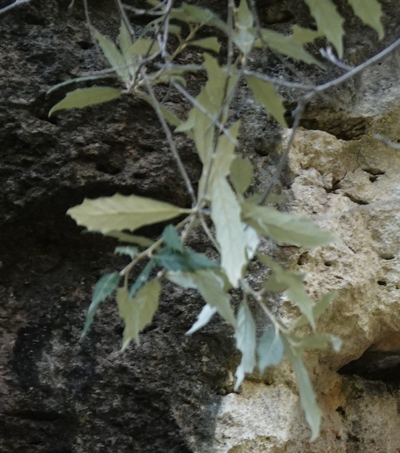 Quercus scytophylla photo 3