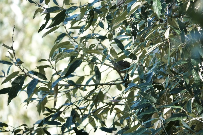 Quercus scytophylla photo 4