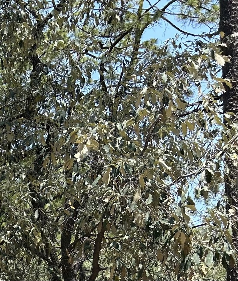 Quercus scytophylla photo 5