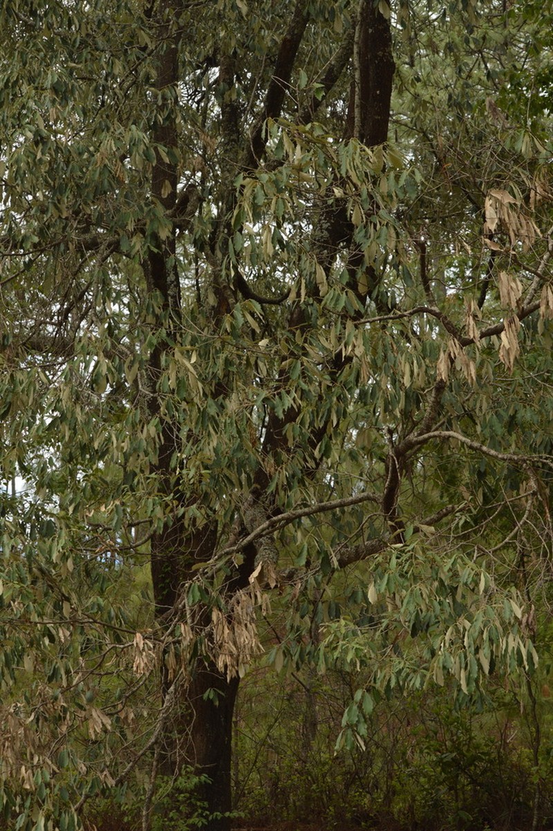 Quercus scytophylla photo 6