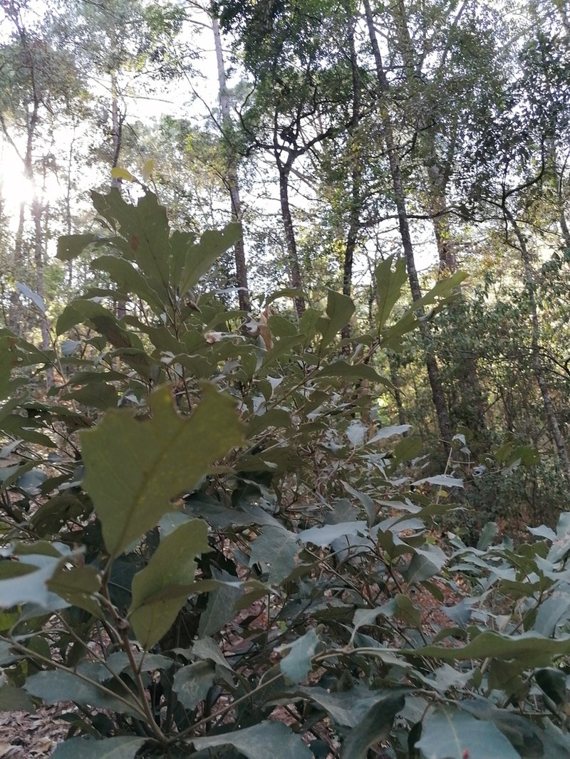 Quercus scytophylla photo 7