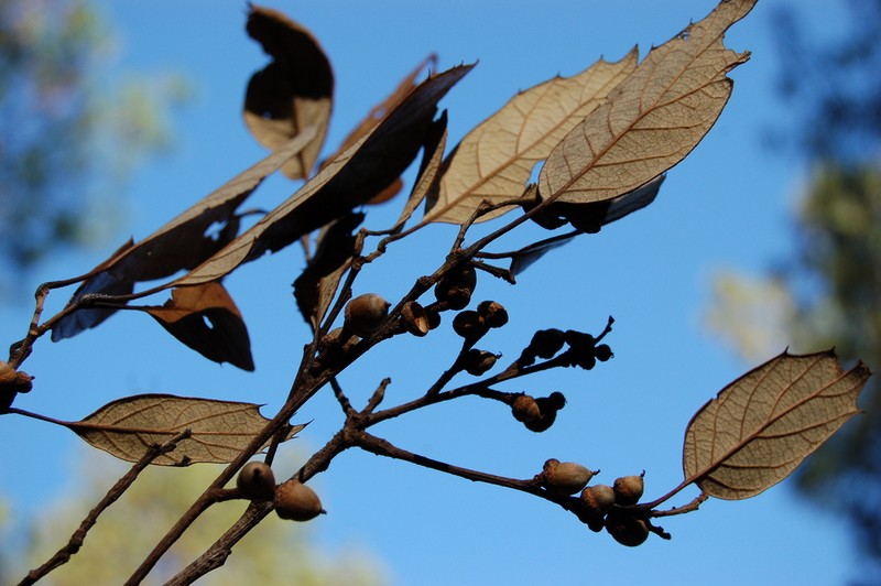 Quercus scytophylla photo 8