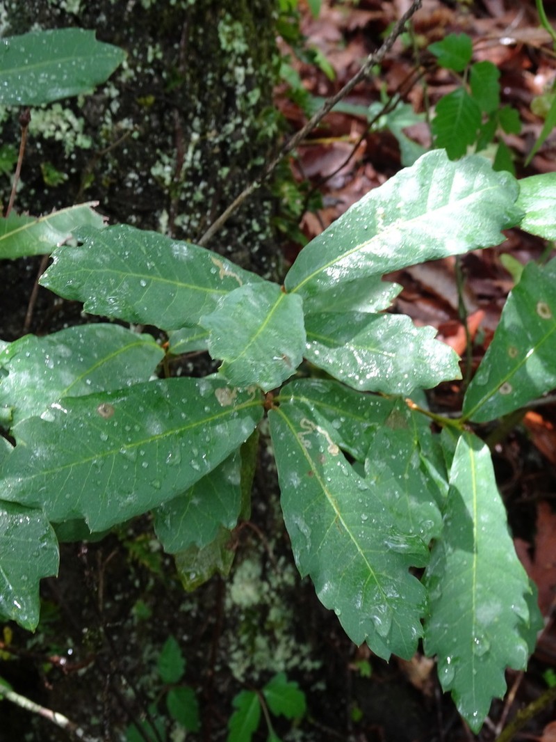 Quercus sebifera photo 2