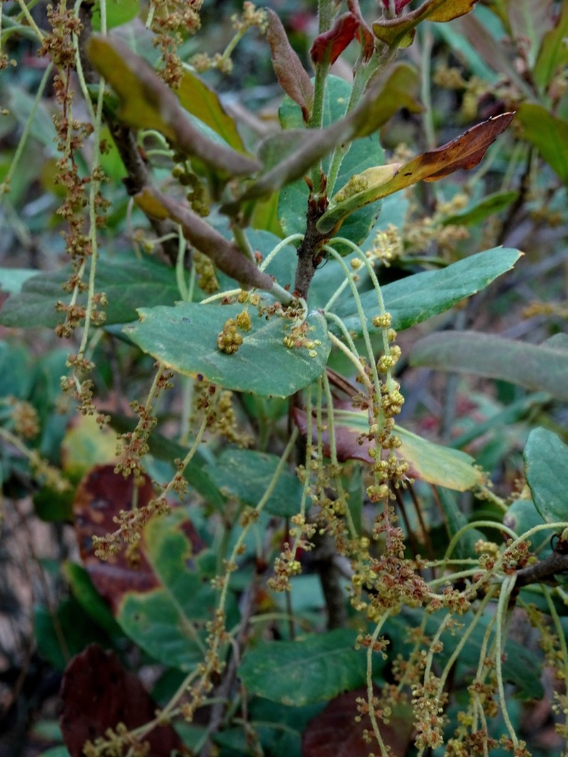 Quercus sebifera photo 3